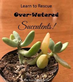 a small potted plant with the words learn to rescue over - watered succulents