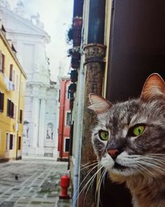 a cat with green eyes looking out the window at something in the distance behind it