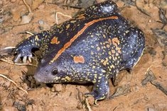 a blue and black frog sitting on the ground