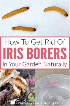 how to get rid of iris borers in your garden naturally