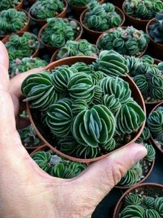 a person holding a small potted plant in front of many other pots filled with plants