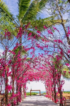 a pathway lined with pink flowers and palm trees