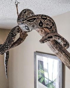 a large snake hanging from the ceiling in a living room next to a framed photograph