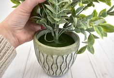 a hand holding a potted plant with green leaves