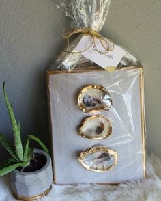 three seashells are on display in front of a potted succulent