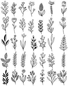 various plants and flowers drawn in black ink