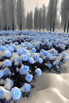 there are many blue flowers in the middle of this snow - covered field with trees