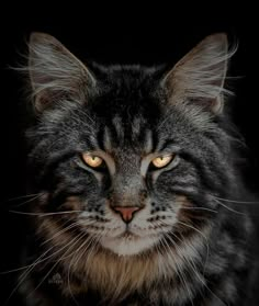 a black and grey cat with yellow eyes looking at the camera on a dark background