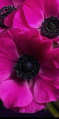 three pink flowers with black centers in a vase