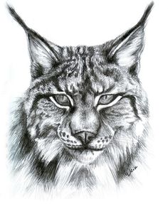 a black and white drawing of a lynx's face