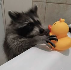 a raccoon playing with a rubber duck toy