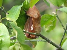 a bat hanging upside down on a tree branch