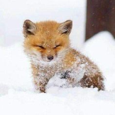 a baby fox is sleeping in the snow with it's head on its paws