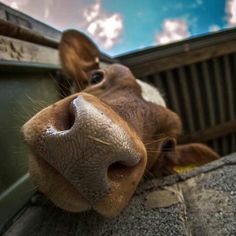 a cow is sticking its head over the side of a truck door with it's nose poking out