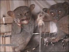 two stuffed animals sitting next to each other on top of a wooden crate with their mouths open