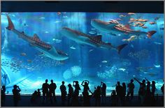 many people are standing in front of a large aquarium with sharks and other marine life