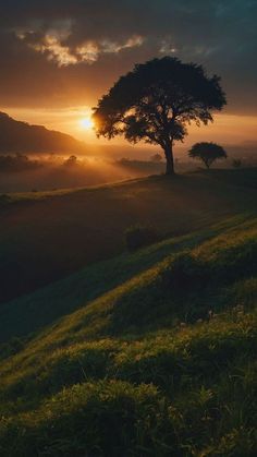 the sun is setting behind a lone tree on a grassy hill with mountains in the background