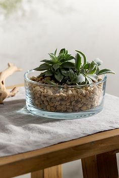 a glass bowl filled with plants on top of a table