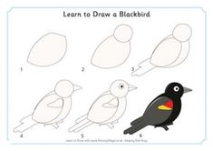 how to draw a blackbird step by step drawing for kids and adults with easy instructions