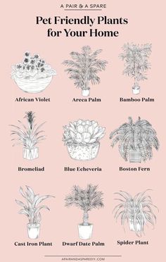 a pink poster with potted plants and the words pet friendly plants for your home