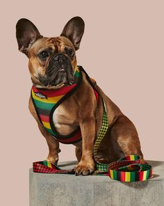 a small dog wearing a colorful harness sitting on top of a block of concrete with a leash around it's neck