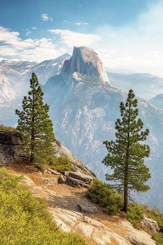 two trees on the side of a mountain