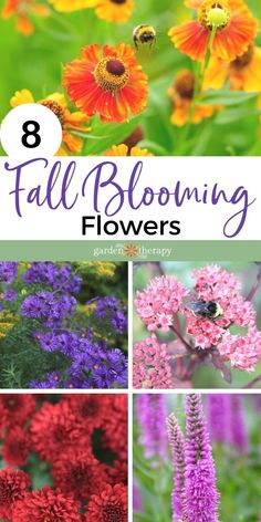 colorful flowers with text overlay that says 8 fall blooming flowers in the garden