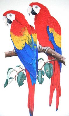 two colorful parrots sitting on top of a tree branch next to eachother