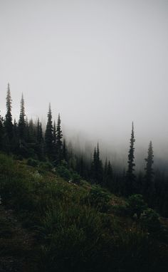 a foggy mountain with trees on the side