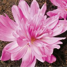 two pink flowers sitting in the dirt