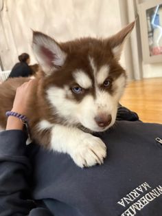 a person holding a husky dog on their lap