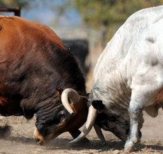 TOROS DE LIDIA Bull Shot, Elk Drawing, Spanish Bull, Breeds Of Cows, Musk Ox, Bull Cow, Wild Animals Pictures