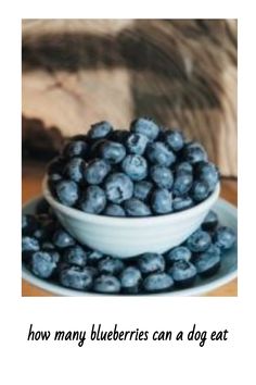 Discover the safe blueberry amount for your furry friend. We help you understand how many blueberries a dog can eat for a healthy treat.