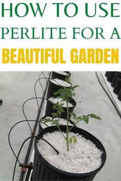 a potted plant with white gravel in it and the words how to use perlite for a beautiful garden