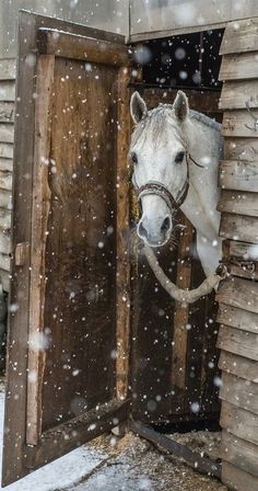 a white horse sticking its head out of an open barn door in the middle of winter