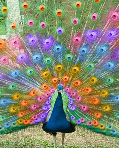 a colorful peacock with its feathers spread out