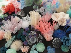 there are many different types of seaweed on the black tablecloth, including corals and seashells