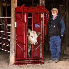 a man standing next to a cow in a red stall with metal bars on it's sides