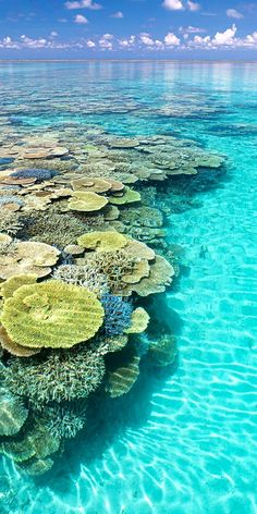 the water is crystal blue and has many different types of corals on top of it