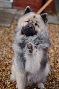 a fluffy dog sitting on its hind legs and pawing it's front paws