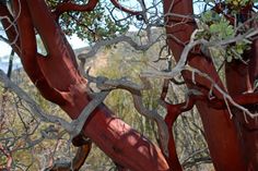 an old tree with red bark and vines growing on it's branches in the desert