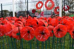 many red flowers are in the grass near a fence with black posts and green poles