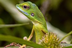 a green lizard sitting on top of a plant