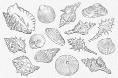 sea shells drawn in ink on white paper