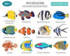 a set of colorful fish for aquariums and marine life stock photo, images and royalty illustrations