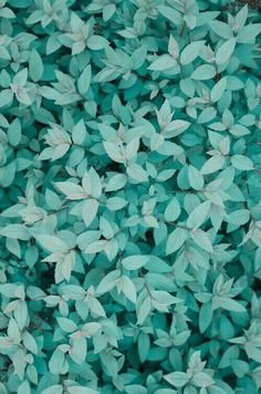 green leaves are shown in this close up photo, and the color is teal