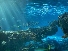 an underwater scene with fish and corals in the water, surrounded by sunlight rays