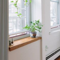 a potted plant sitting on top of a window sill