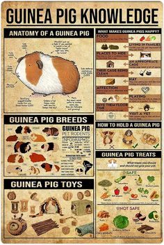 a poster with pictures of guinea pigs