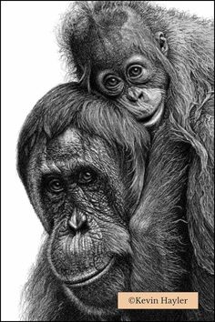 a black and white drawing of a monkey with its head on the back of another monkey